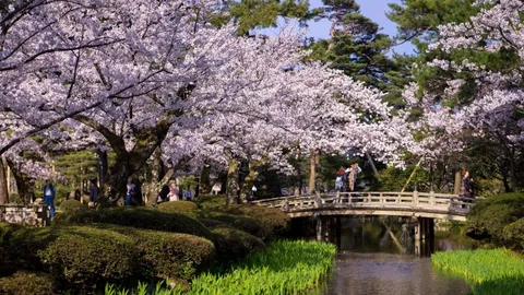 Những trải nghiệm thú vị khi thưởng ngoạn mùa xuân Nhật Bản