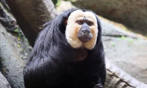 Chú khỉ nổi như cồn tại Trung Quốc vì 'xấu lạ'