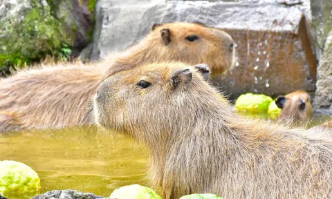 Trào lưu xem capybara tắm nước nóng ở Nhật Bản