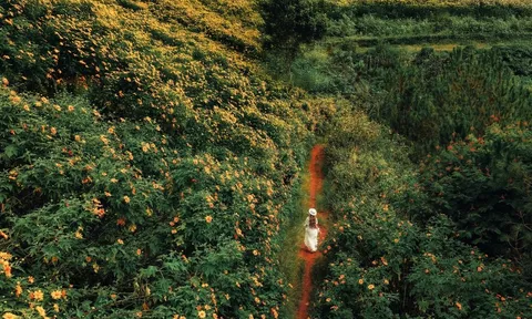 Đà Lạt vào mùa dã quỳ đẹp nhất năm