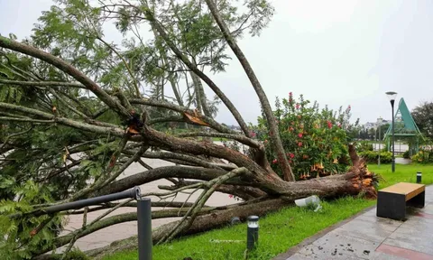 Cây phượng đẹp nhất hồ Xuân Hương, Đà Lạt bật gốc do bão số 13