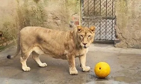 Sư tử chân ngắn thành 'ngôi sao' ở sở thú Trung Quốc