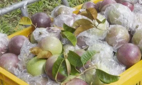 Đặc sản Đồng Tháp ngọt thơm như sữa, khách Hà Nội đặt ship cả nghìn km về ăn