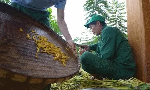 Đặc sản Điện Biên không phải ai cũng dám thử, khách sành ăn khen ngậy, thơm