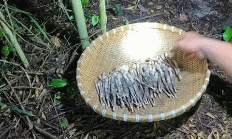 Đặc sản Vĩnh Long mọc từ ổ mối, mỗi năm chỉ có một mùa, có tiền cũng khó mua