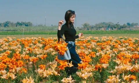 Cánh đồng hoa ly cách Hà Nội 70km khoe sắc, khách đi từ sáng sớm tới check-in