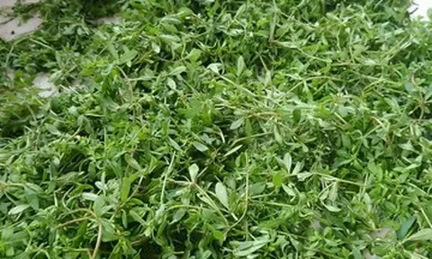 Rau 'trời ban' có từ Nam ra Bắc, vị đắng lạ, ăn cùng cháo cá lóc rất ngon