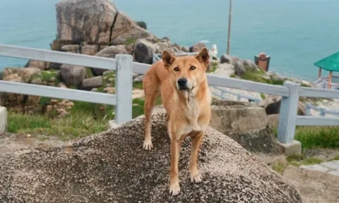Con chó ở Phú Yên nhận 5 sao trên Google nhờ dẫn khách du lịch