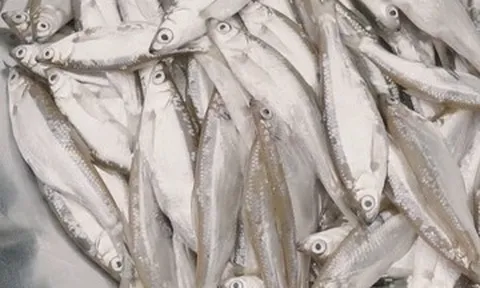 Đặc sản 'trời ban' ở Phú Thọ thịt béo, thơm, chiên giòn hay kho đều ngon