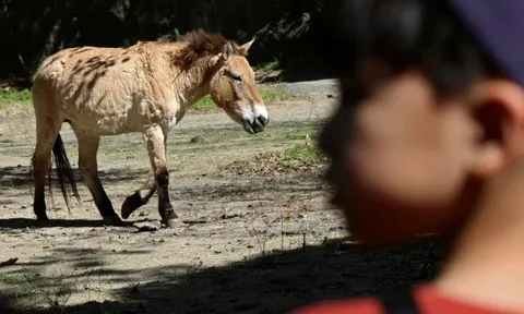 Sở thú Đài Loan đặt cược năm Bính Ngọ vào loài ngựa từng tuyệt chủng