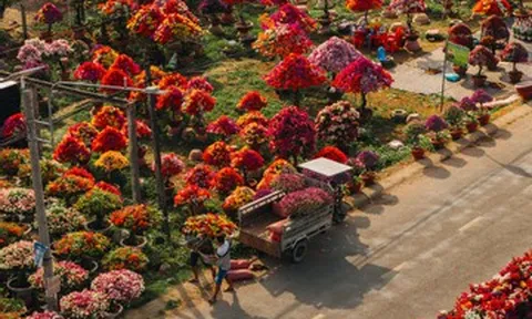 Làng hoa giấy đẹp mê ở Vĩnh Long dịp giáp Tết, khách vượt xa tới check-in