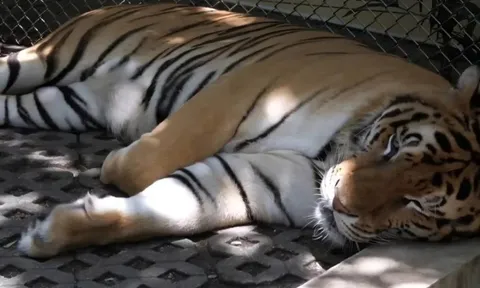 Tạm đóng cửa khu du lịch ở Thái Lan sau khi 72 con hổ chết bất thường