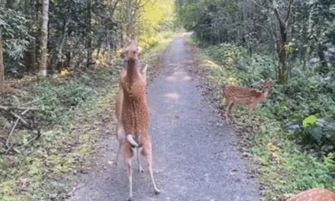 2 con hươu sao 'đấu võ' ở Vườn quốc gia Cúc Phương gây sốt mạng