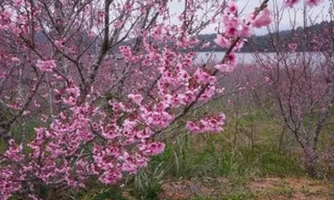 Check-in rừng hoa anh đào Nhật Bản đang nở rộ ở Điện Biên
