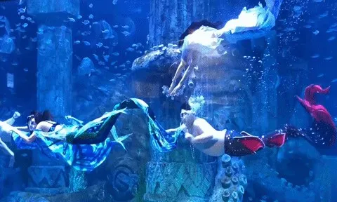 Chàng trai nổi tiếng vì làm 'tiên cá béo' trong thủy cung Nha Trang