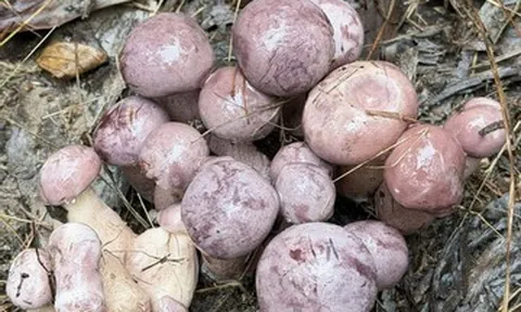 Sản vật trời ban, đổi màu thần tốc, có tiền cũng khó mua ở Phú Quốc