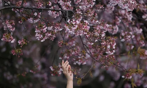 Mùa hoa anh đào 'thất thế' tại Nhật Bản