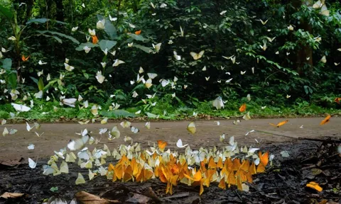Mùa bướm đến sớm tại Vườn quốc gia Cúc Phương