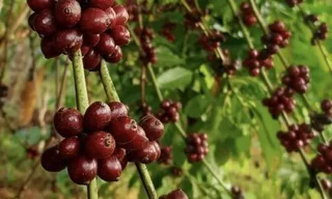 Vàng đen nơi quê ngoại