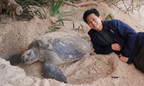 6 rùa mẹ lên bờ đẻ trứng trong cùng một đêm ở Côn Đảo