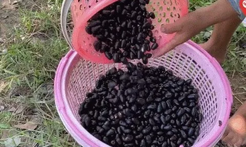 5 quả đặc sản ở An Giang mọc chi chít, vị chua ngọt lạ miệng hấp dẫn du khách