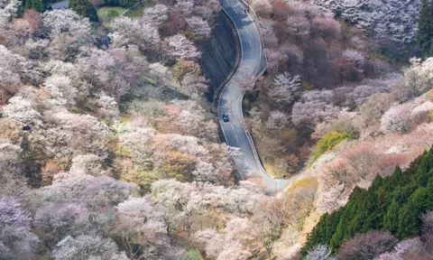 Cảnh mùa hoa anh đào ngoạn mục tại Nhật Bản
