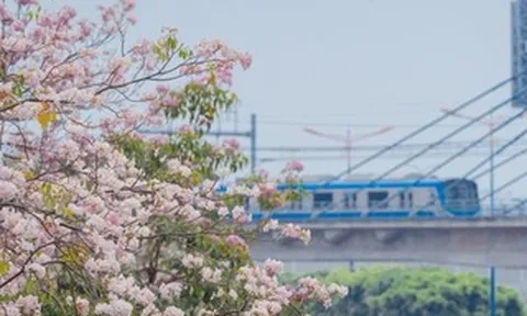 VIDEO: Con đường hoa kèn hồng lãng mạn tại TPHCM