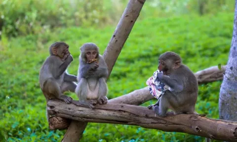 Du khách 'làm hư' đàn khỉ ở bán đảo Sơn Trà