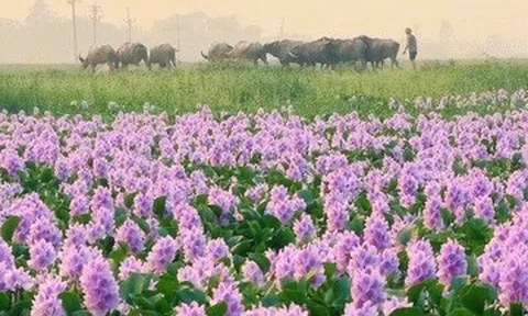 Hoa lục bình ở ngoại ô Hà Nội nở rộ, khách đi 16km tới chụp ảnh, đón hoàng hôn