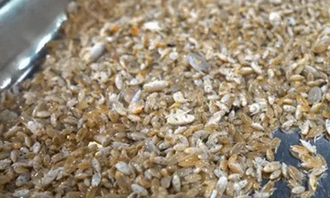 Đặc sản 'chỉ lùi không tiến' ở Phú Quốc, nhìn giống dế nhưng vị ngon như tôm