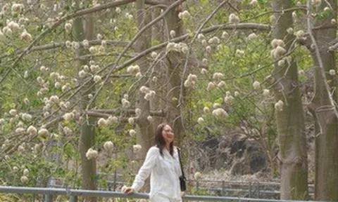 Bông gòn nở rộ "gây sốt", hút khách ở Vũng Tàu