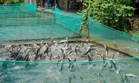 Địa điểm du lịch miền Nam dịp 30/4-1/5 đẹp, hái quả mọc chi chít, ăn hải sản rẻ