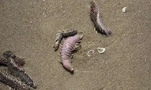 Vũng Tàu trấn an du khách khi sâu, sứa biển dạt vào bờ