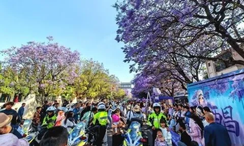 50.000 cây phượng tím nở rộ, du khách ùn ùn đổ về thưởng hoa