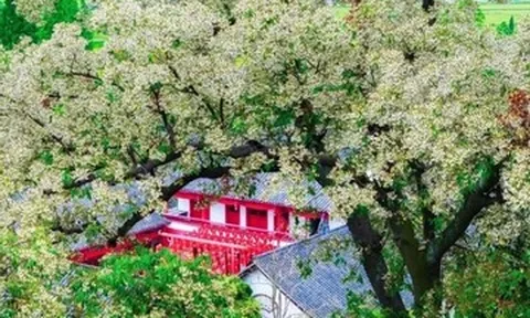 Du khách nườm nượp ngắm cây 1.200 năm nở hoa, cả làng kiếm hàng chục tỷ đồng