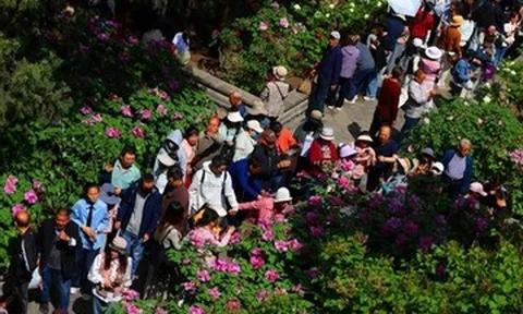 Loài hoa hơn 400 năm tuổi bung nở rực rỡ gây sốt mạng xã hội