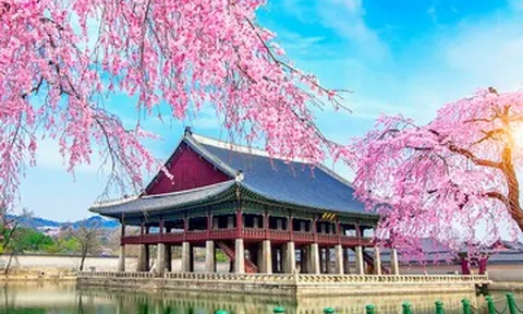 Du khách bị cấm mang gì khi nhập cảnh Hàn Quốc?