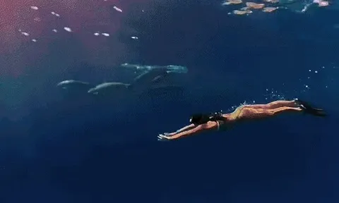 20 giây Ánh Viên 'thả mình' giữa đàn cá mập ở Maldives