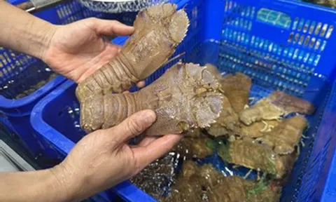 Sản vật 10 chân có hình thù kỳ dị ở Mũi Né, khách khen ngọt ngon như tôm hùm