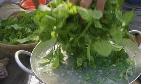 Sản vật không tốn tiền mua ở miền Tây, nấu canh ăn ngon lại mát