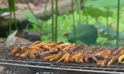 Sản vật trời ban nhìn giống lươn, đem nướng hay om củ chuối đều ngon