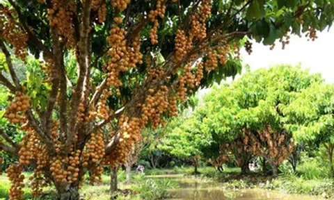 Vườn trái cây sai trĩu từ gốc đến ngọn của cô chủ Cần Thơ hút khách