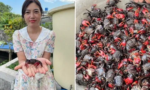 Đặc sản 'chui lên từ lòng đất' ở Ninh Bình nấu canh ngon, vị ngọt như cua đồng