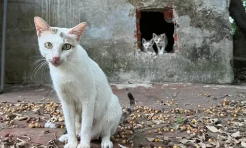 Di dời toàn bộ mèo trên 'đảo mèo' giữa hồ Công viên Thống Nhất
