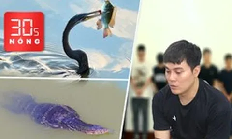 Bản tin 30s nóng: Kỳ đà hoa, chim cổ rắn săn mồi ở Nhà Bè; Bắt 12 người lừa đảo 900 tỉ đồng