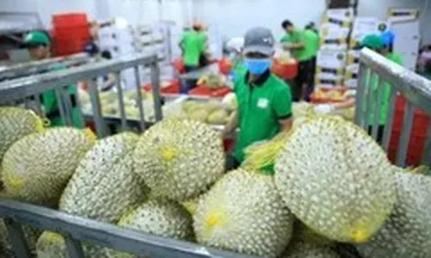 Làm gì để xuất khẩu nông, lâm, thủy sản đạt 100 tỉ USD?