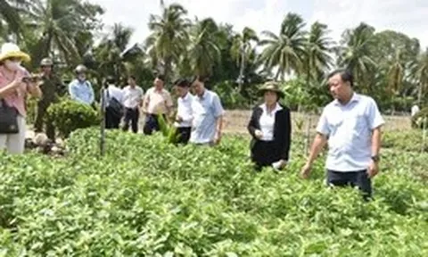 Đồng Tháp chỉ đạo tiêu hủy rau màu bị chết bất thường, tuyết đối không bán ra thị trường