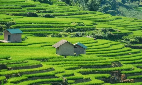 Mùa lúa xanh phủ kín ruộng bậc thang 'đẹp như tranh' ở Y Tý