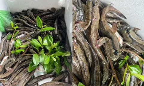 Loại cá 'lạ nhất hành tinh', biết chạy nhảy, leo cây là đặc sản ở đâu Việt Nam?