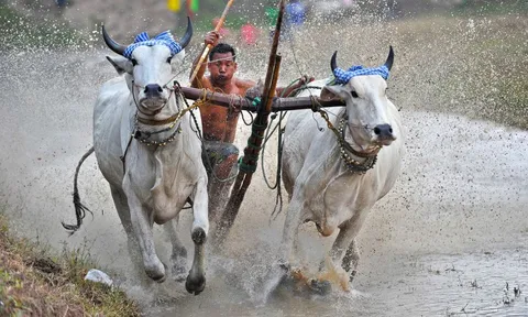 Hội đua bò An Giang bất ngờ bị hủy